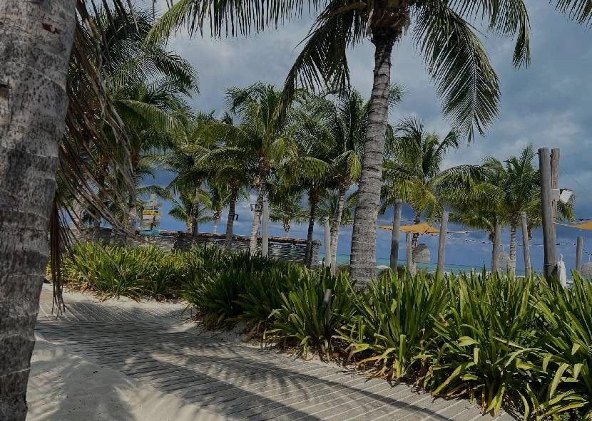 Palm trees beside a boardwalk leading toward the sea