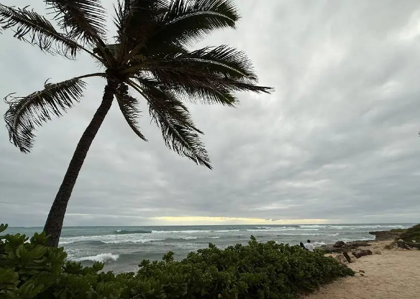 A palm tree beside a sandy coast and breaking waves
